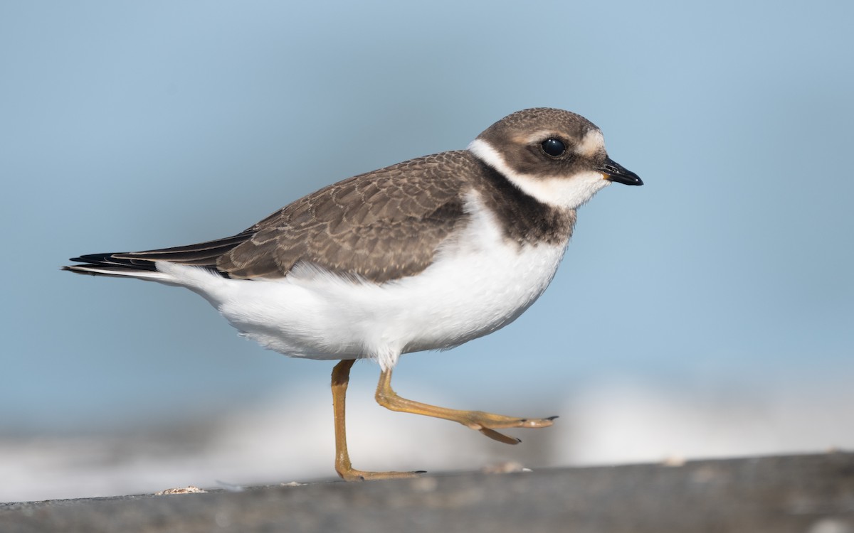 Common Ringed Plover - ML614194883