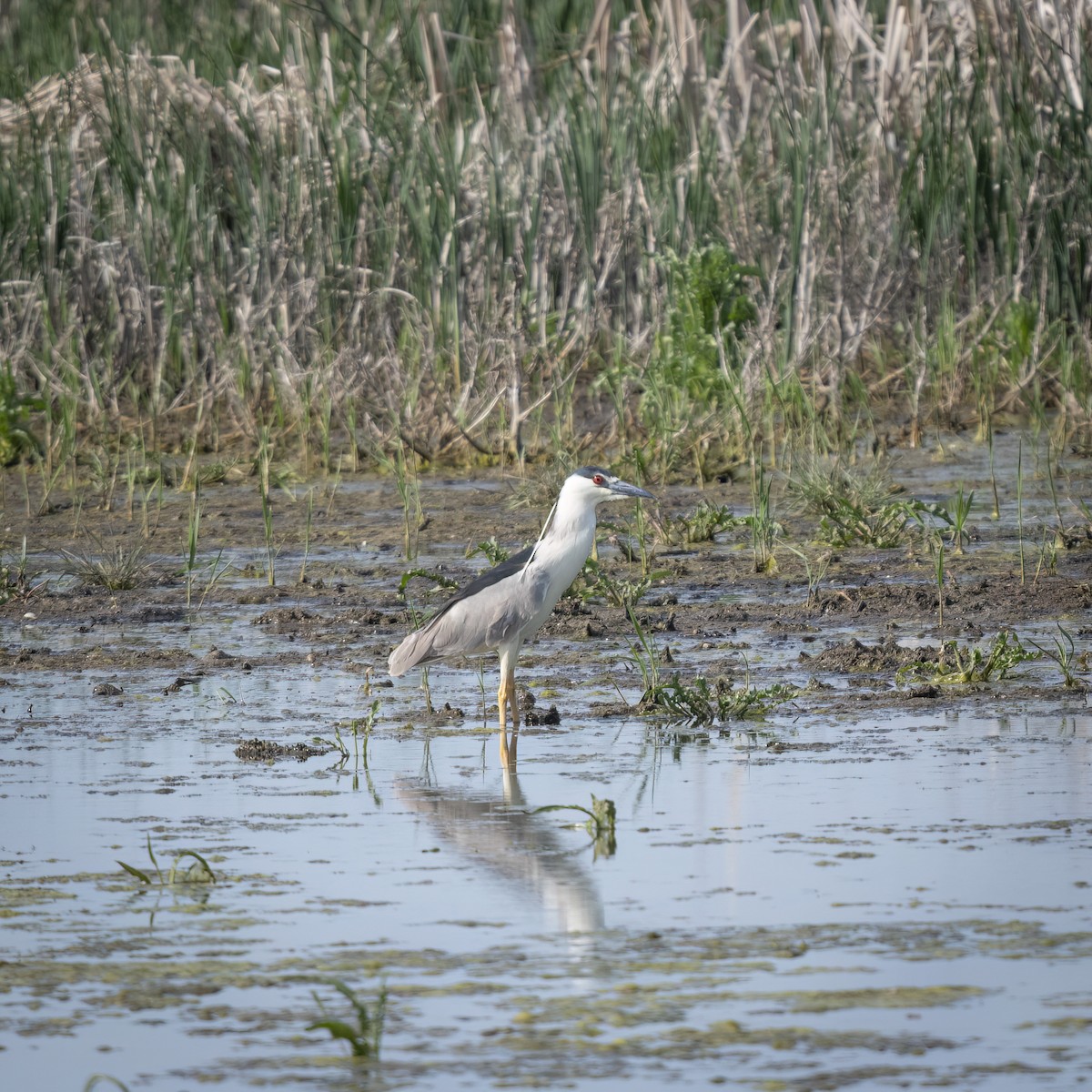 Black-crowned Night Heron - ML614194884