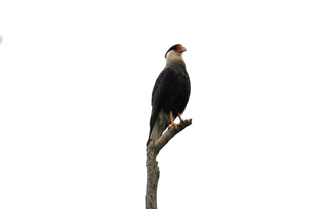 Crested Caracara - ML614194904