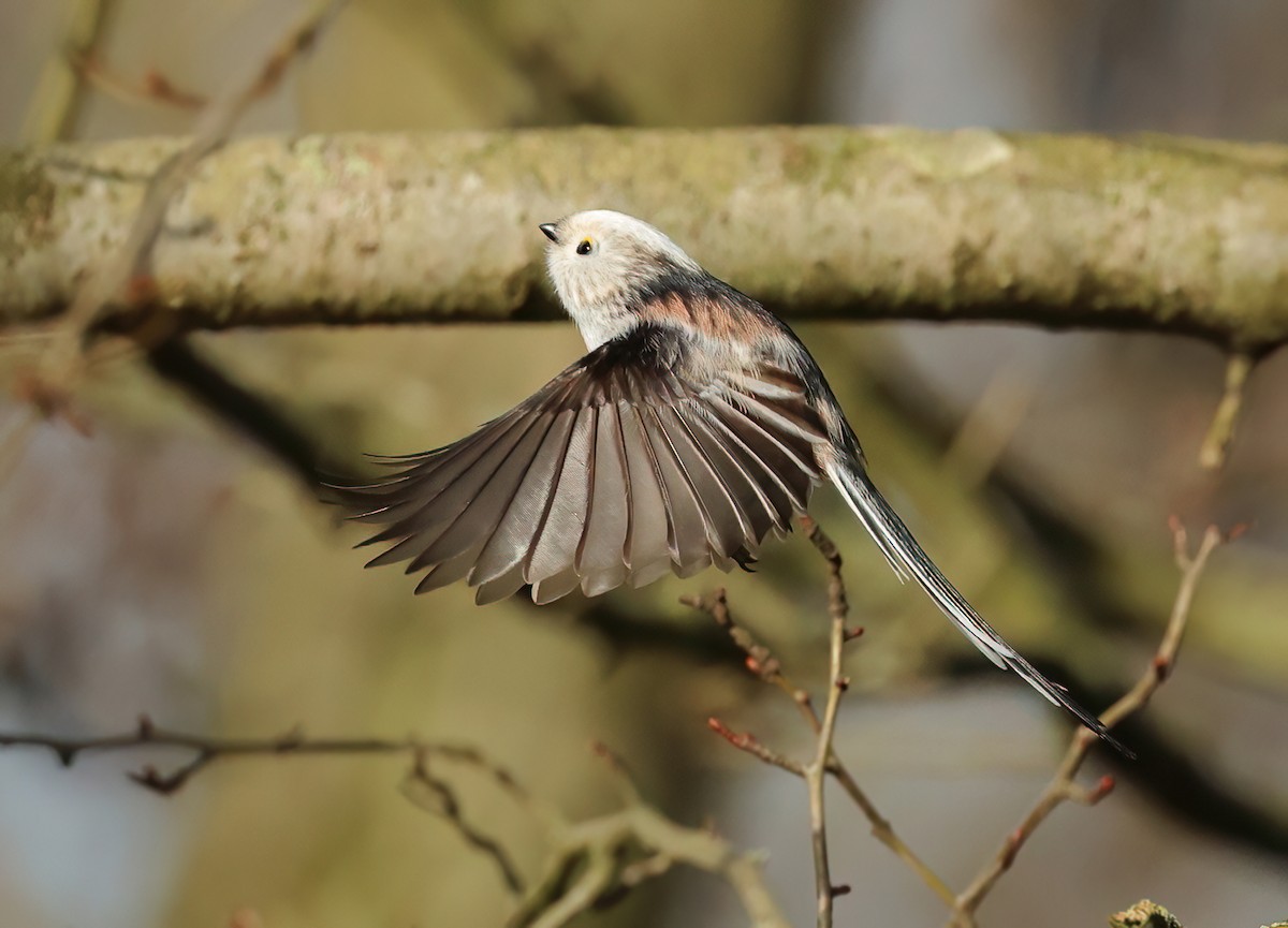 Long-tailed Tit - ML614194916