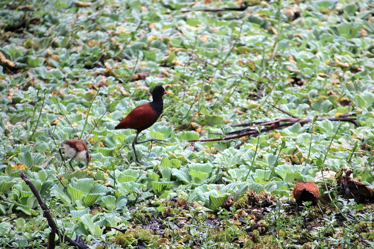 Wattled Jacana - ML614194919