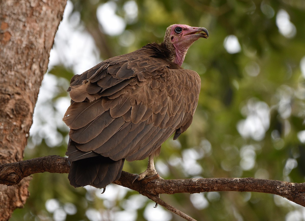 Hooded Vulture - ML614194952