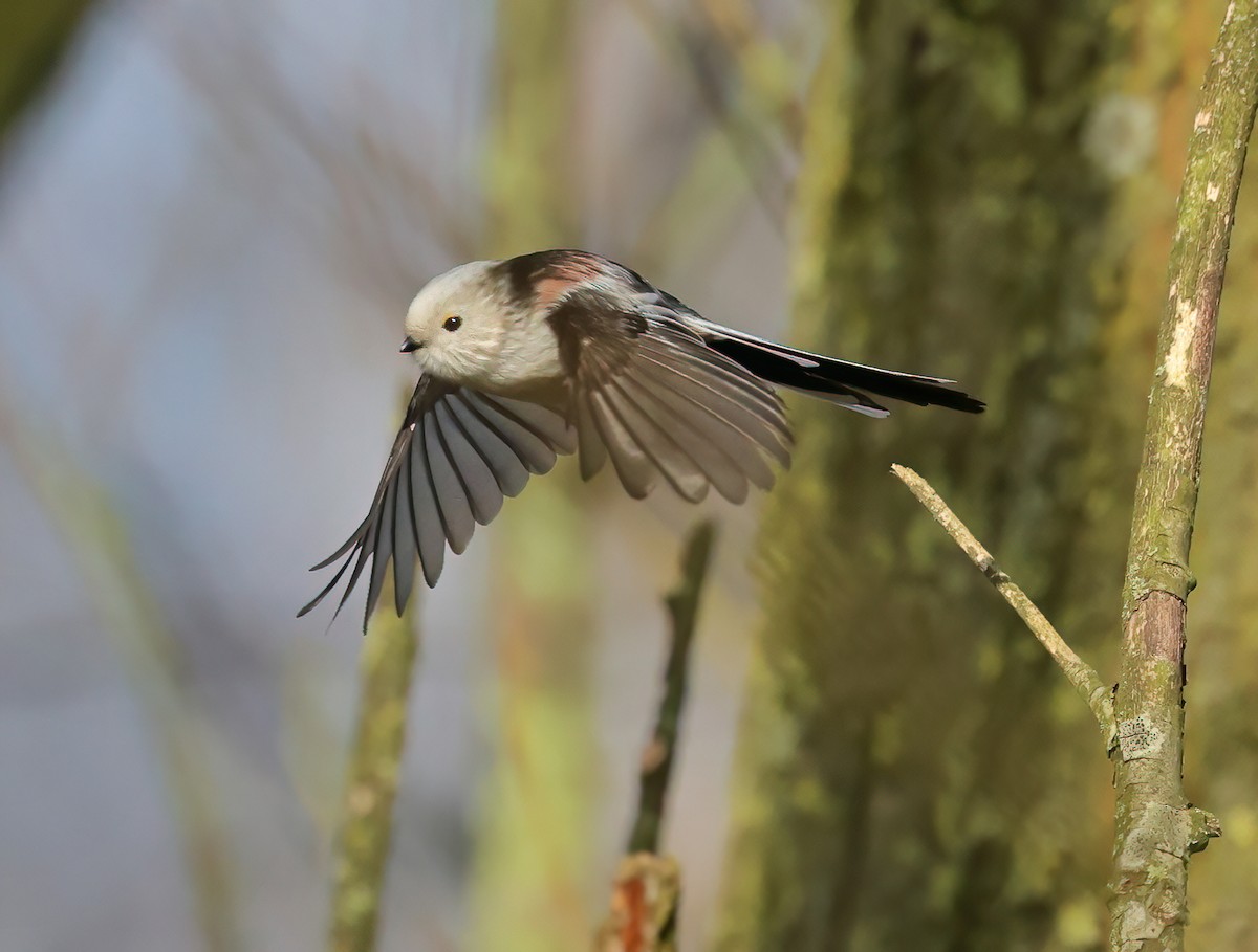 Long-tailed Tit - ML614195083