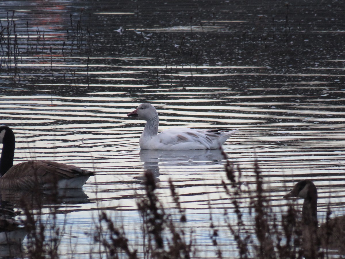 Snow Goose - ML614195091