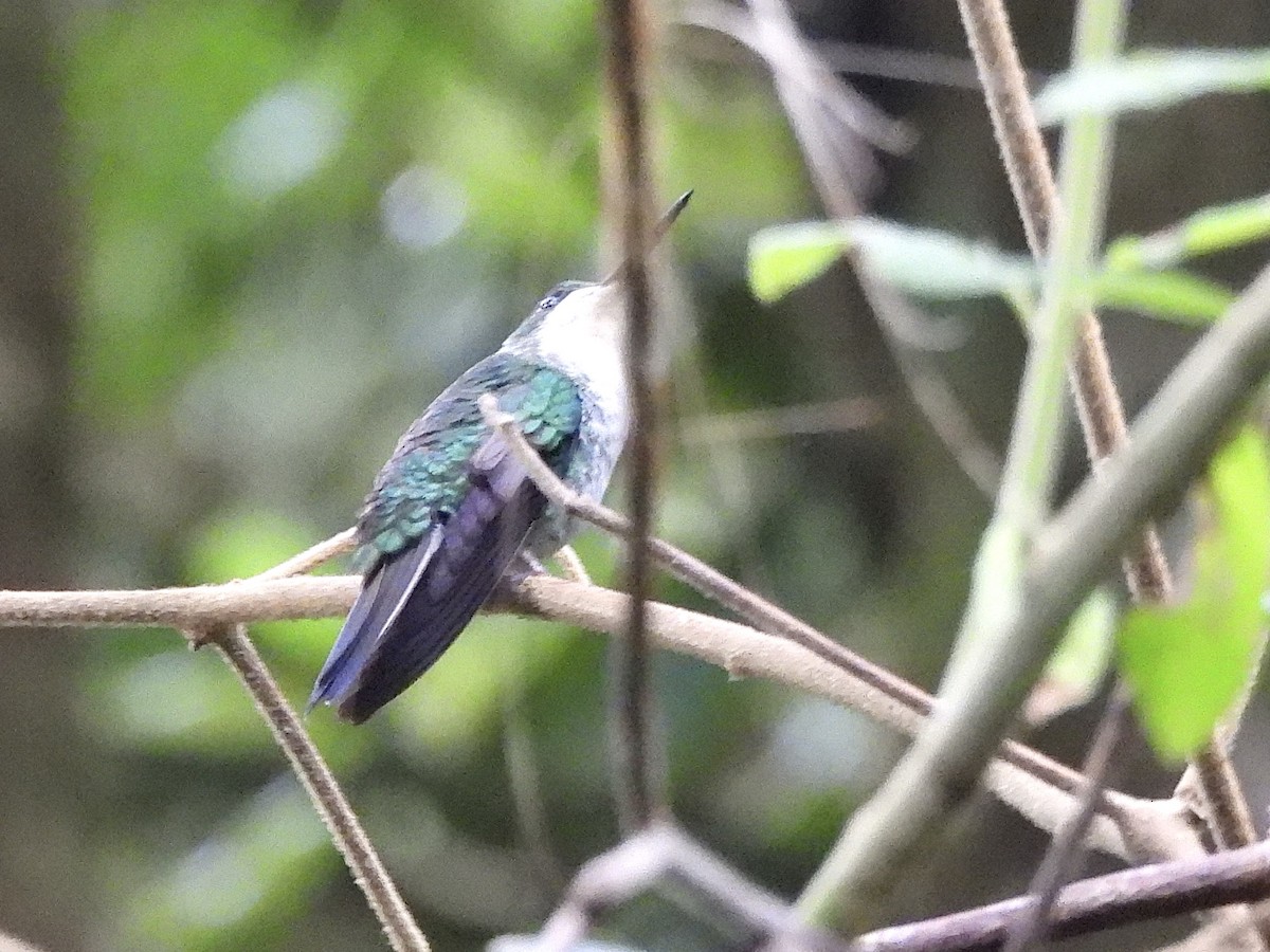 Green-breasted Mountain-gem - Therese & Ed Cacek