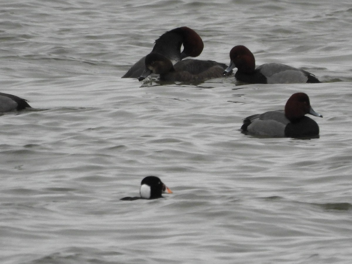 Surf Scoter - ML614195137