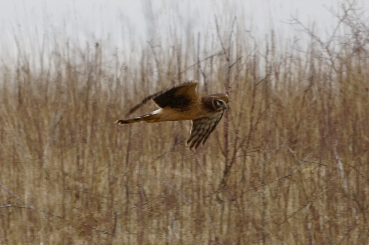 Northern Harrier - ML614195141