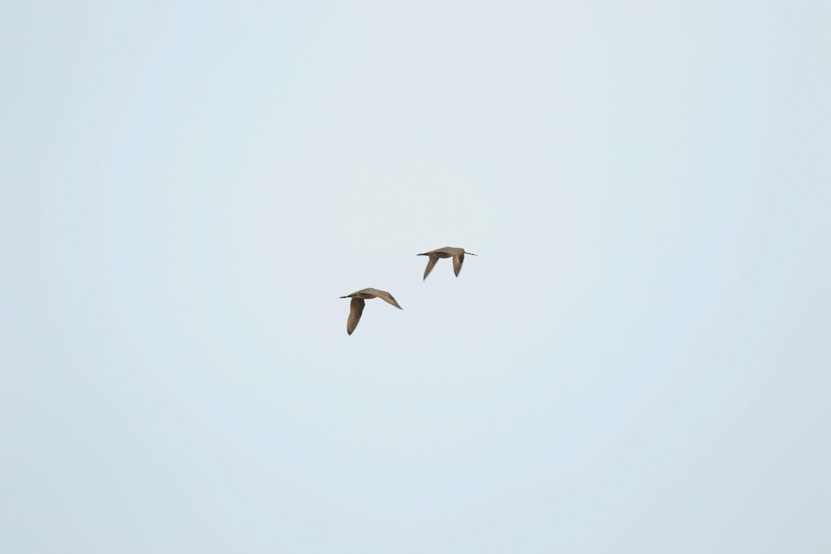 Marbled Godwit - Sean McLaughlin