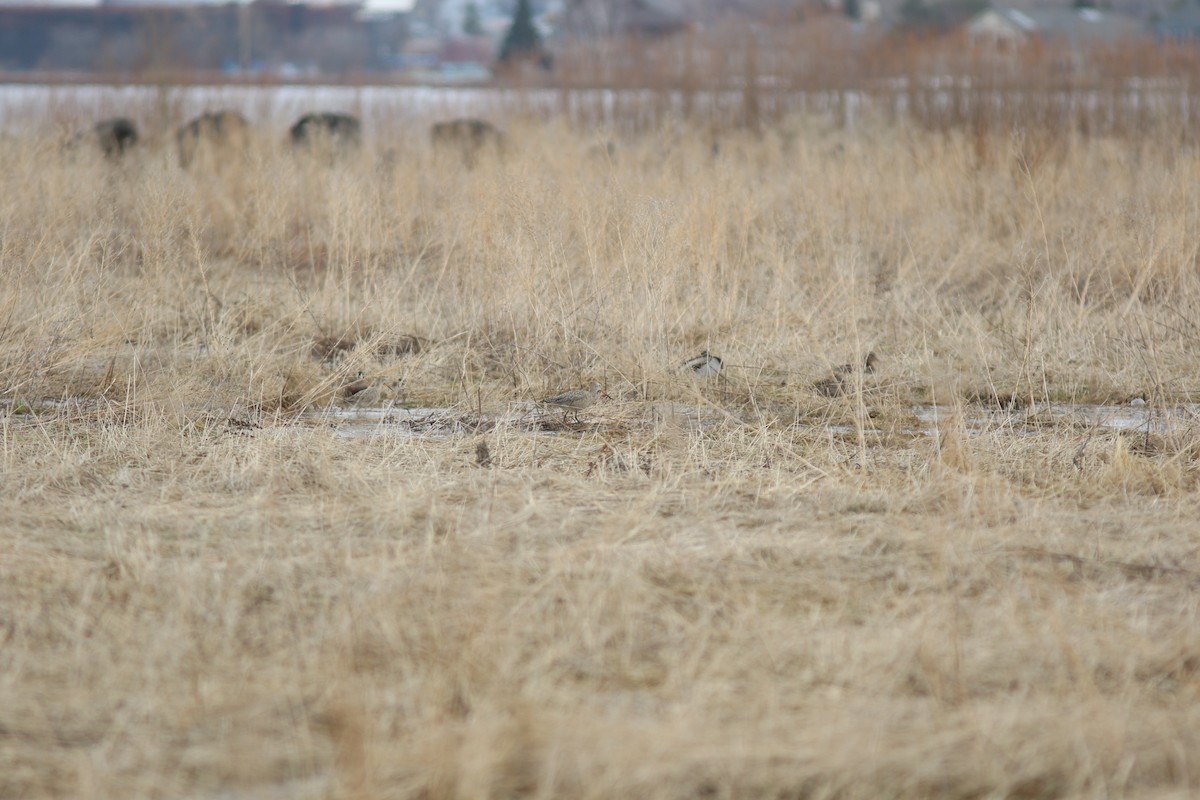 Marbled Godwit - Sean McLaughlin