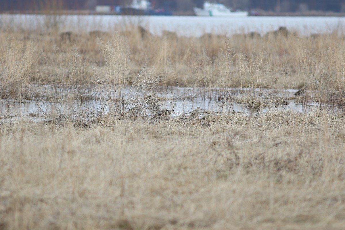 Marbled Godwit - Sean McLaughlin