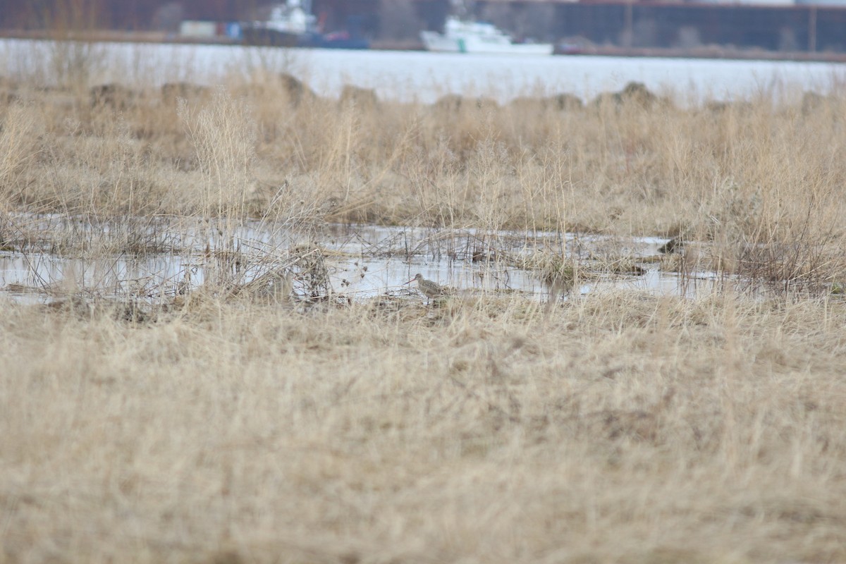 Marbled Godwit - Sean McLaughlin