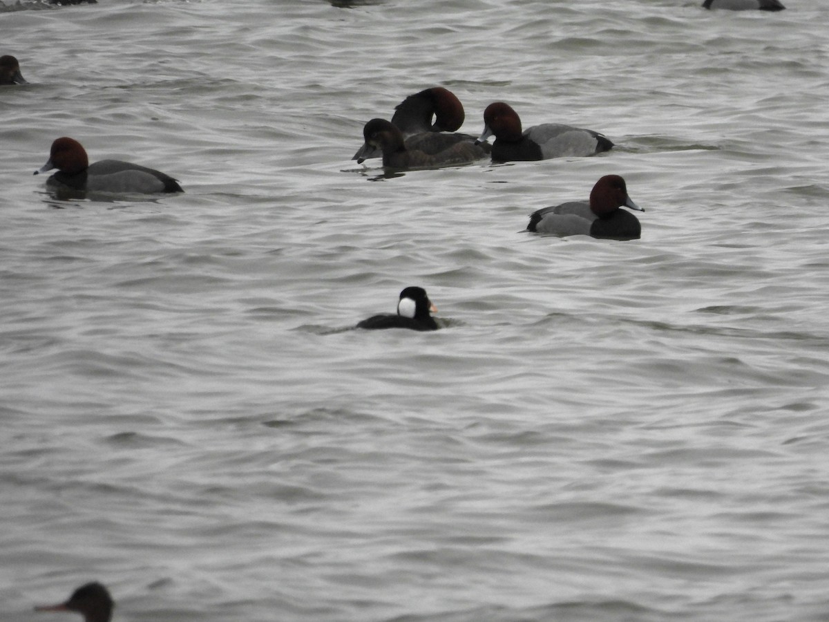 Surf Scoter - ML614195165