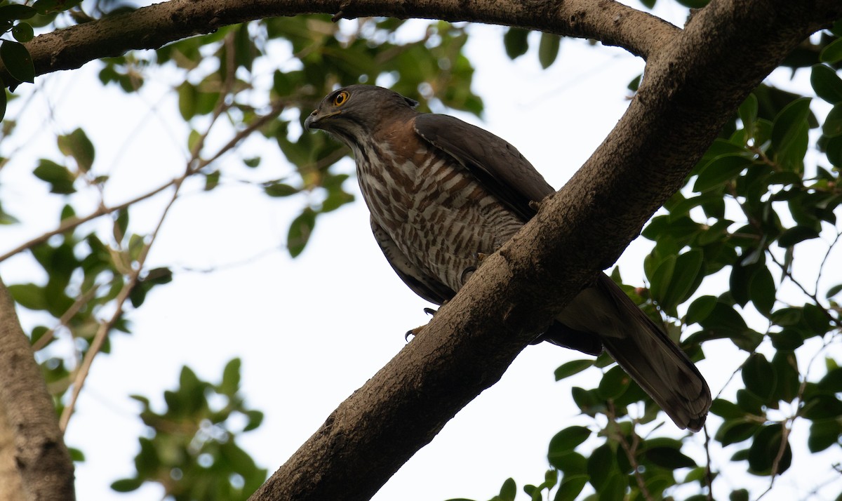 Crested Goshawk - ML614195167