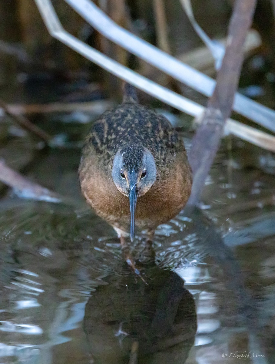 Virginia Rail - ML614195215