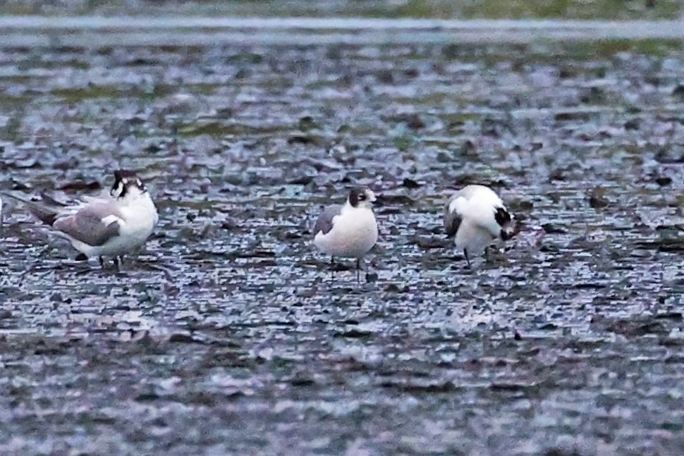 Franklin's Gull - Rick Franks