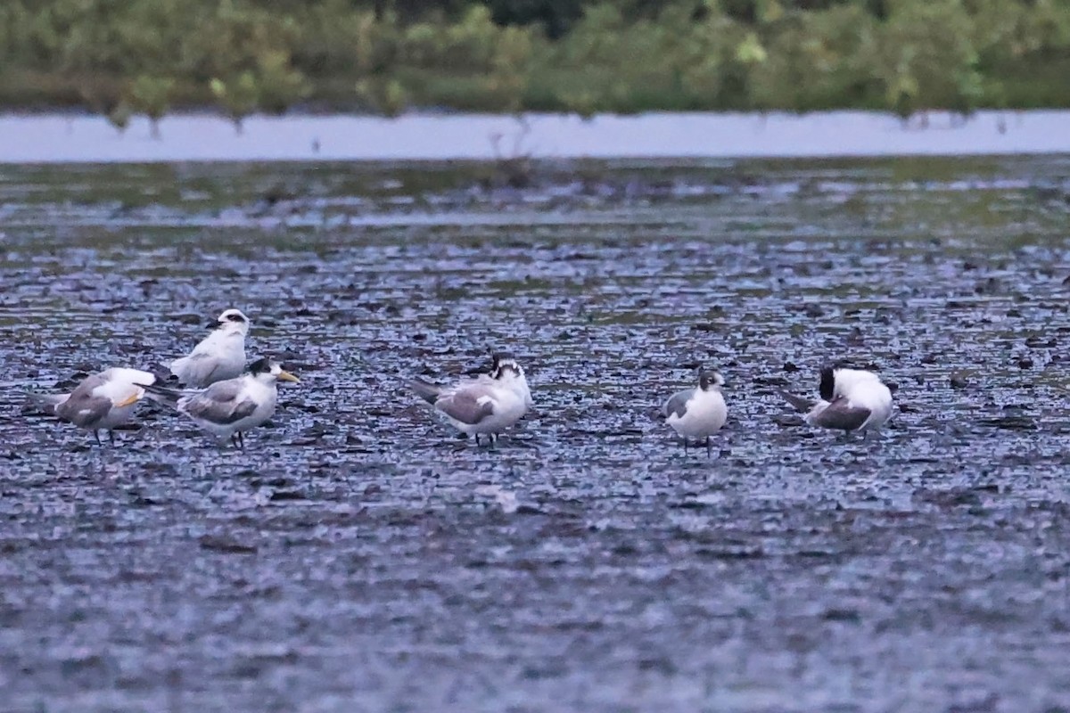 Franklin's Gull - ML614195231