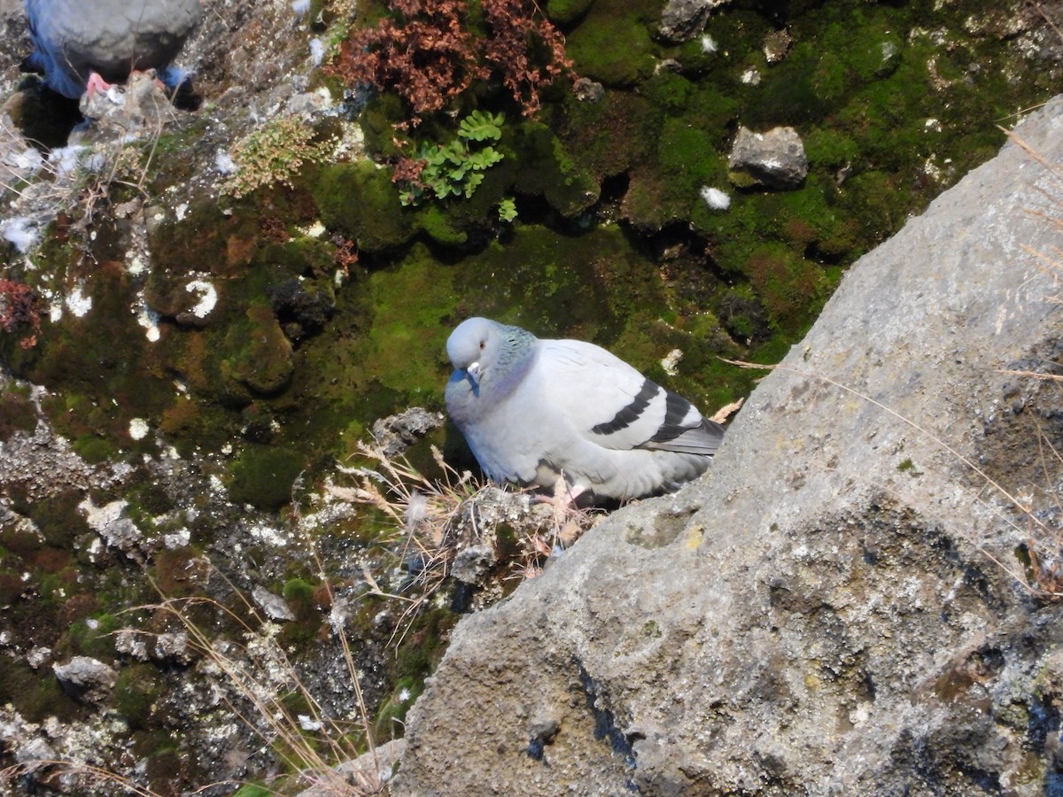 Rock Pigeon - ML614195248
