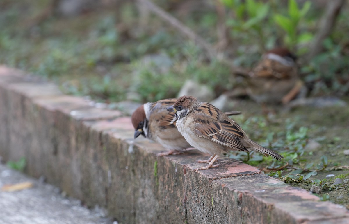 Eurasian Tree Sparrow - ML614195255