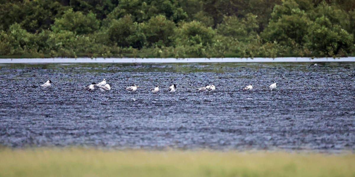 Franklin's Gull - ML614195277