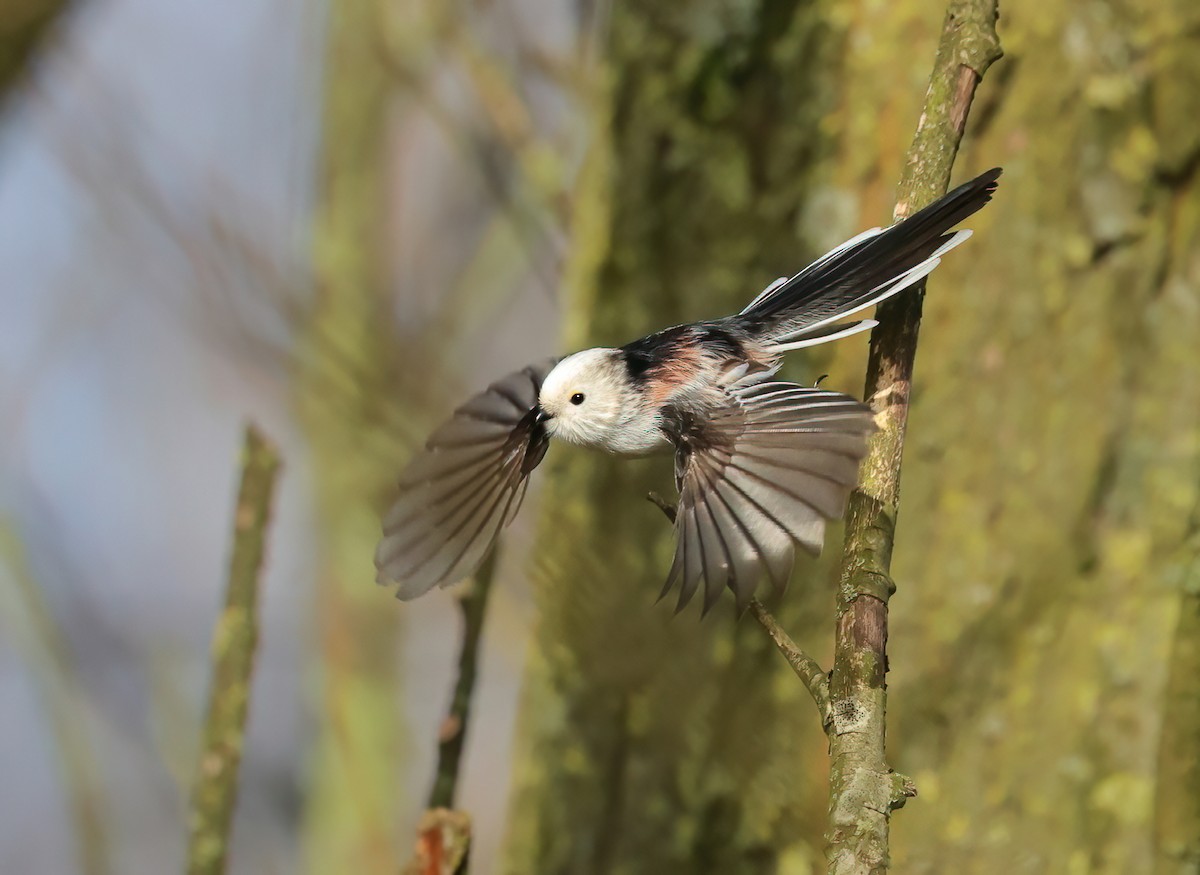 Long-tailed Tit - ML614195285