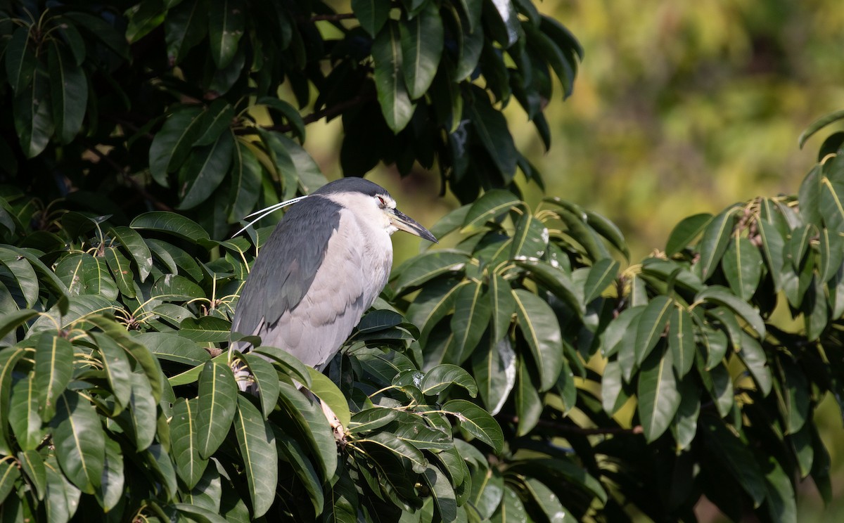 Black-crowned Night Heron - ML614195299