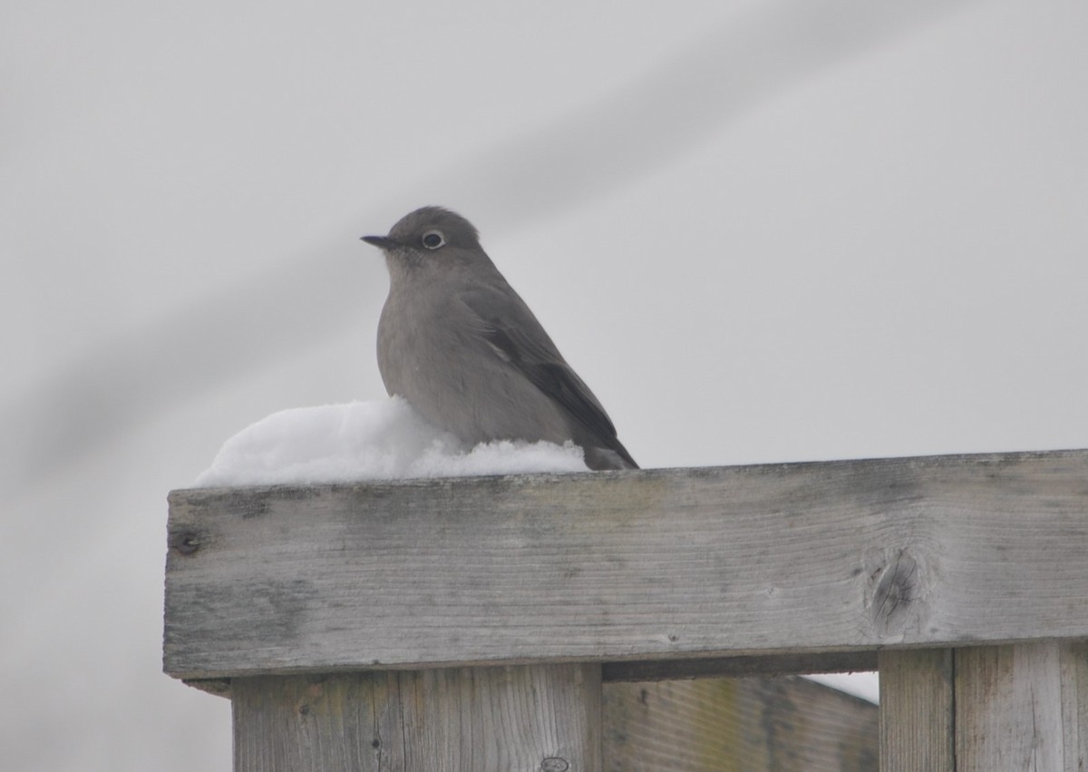 Townsend's Solitaire - Andrew Wagstaff