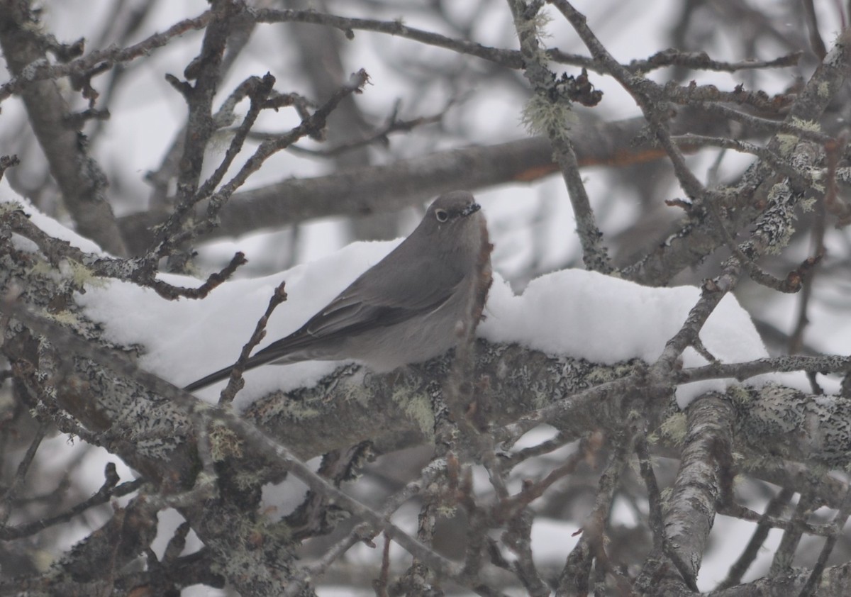 Townsend's Solitaire - Andrew Wagstaff
