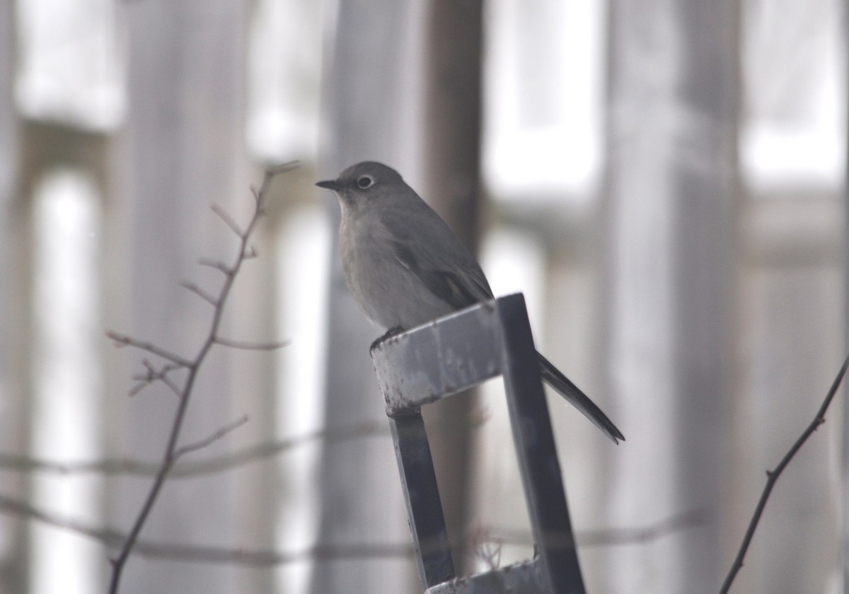 Townsend's Solitaire - Andrew Wagstaff