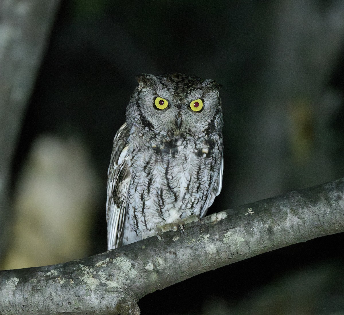 Western Screech-Owl - Joshua Greenfield