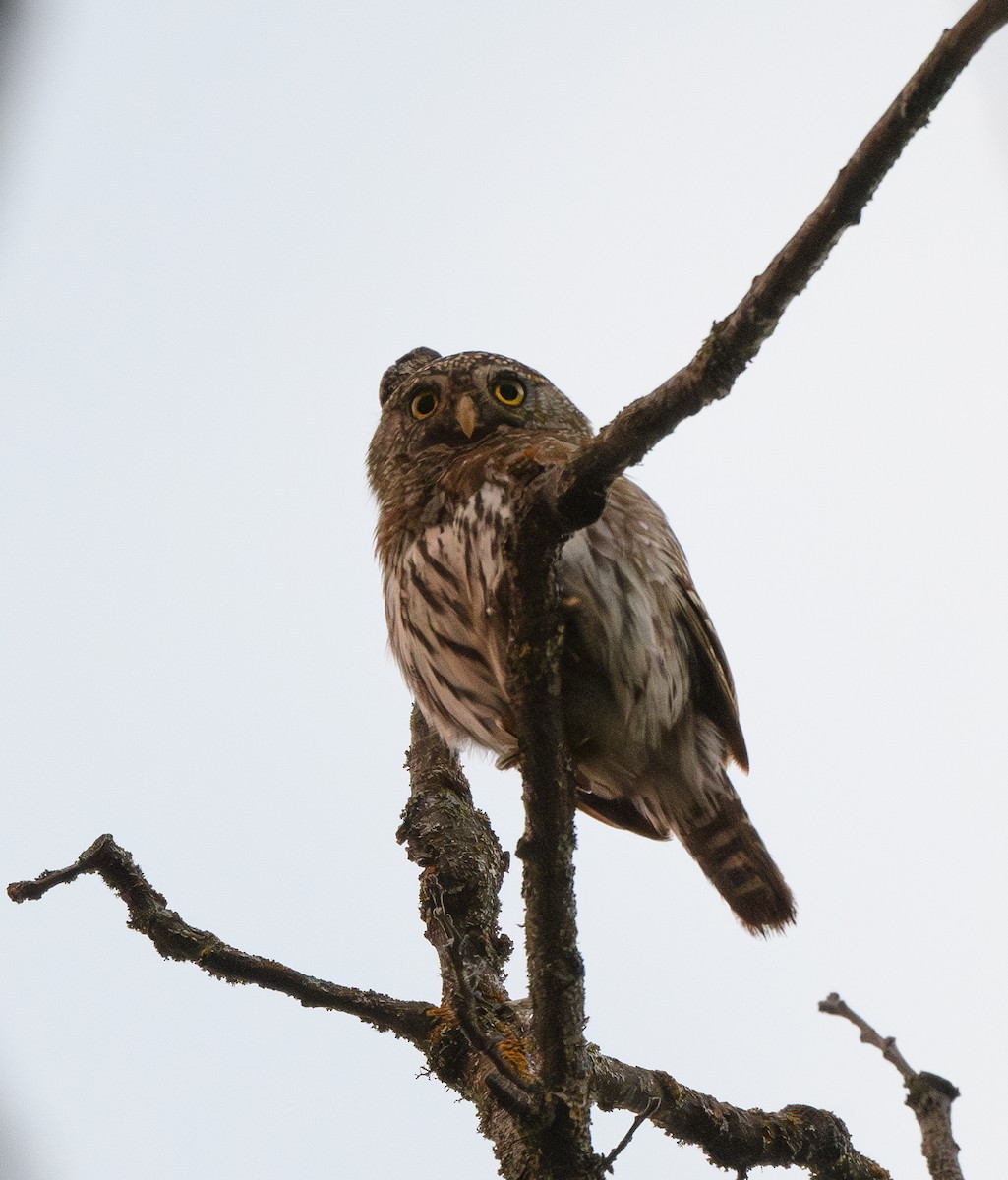 Northern Pygmy-Owl - ML614195524