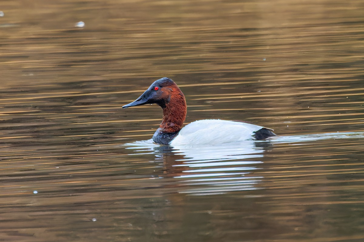 Canvasback - Frank Lin