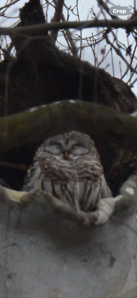 Barred Owl - ML614195535