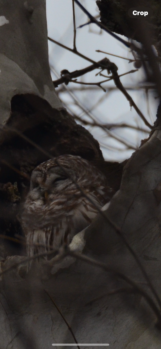 Barred Owl - ML614195536