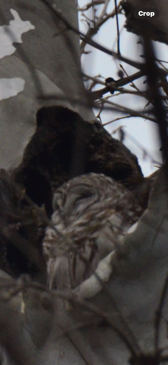 Barred Owl - ML614195537
