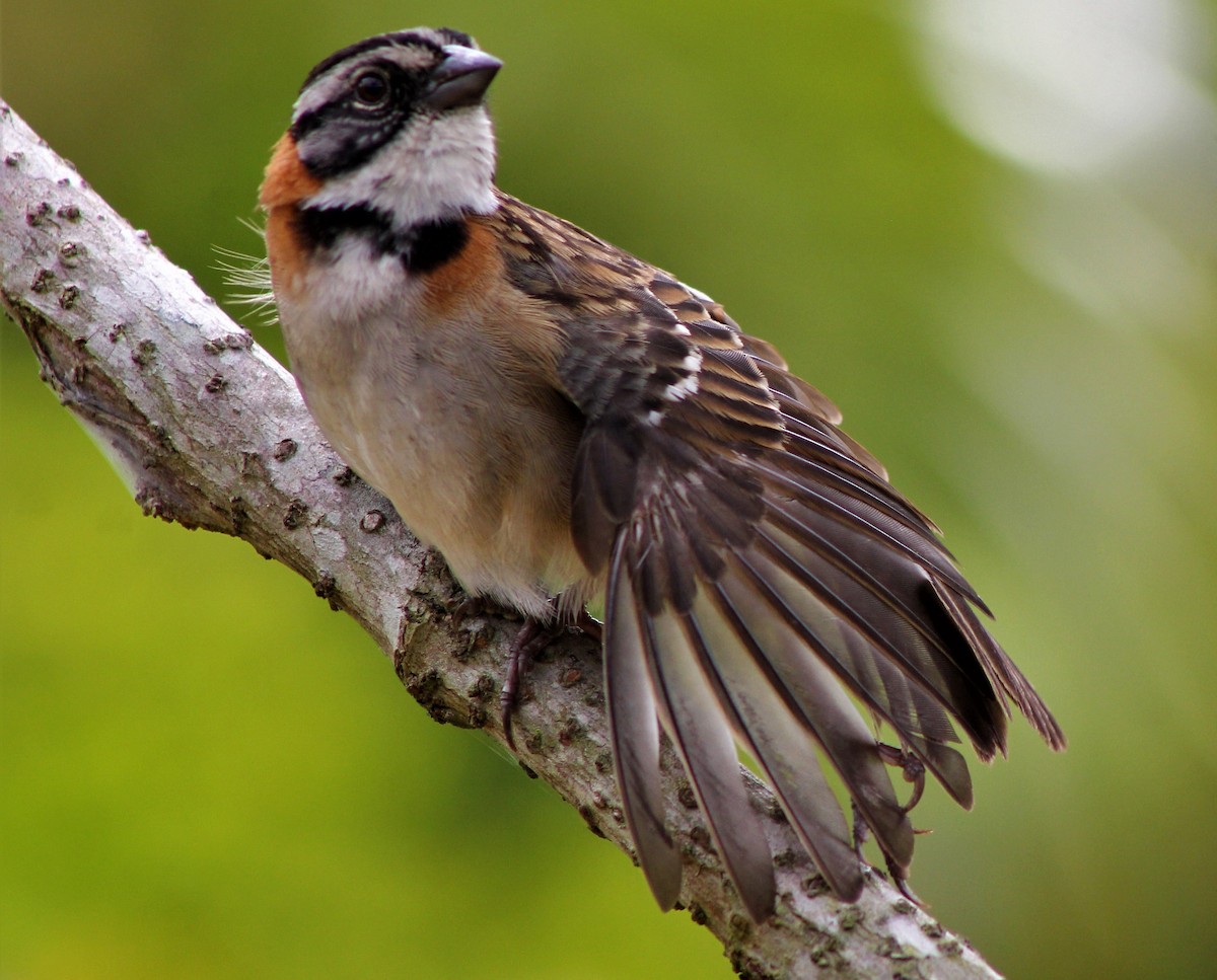 Rufous-collared Sparrow - ML614195542