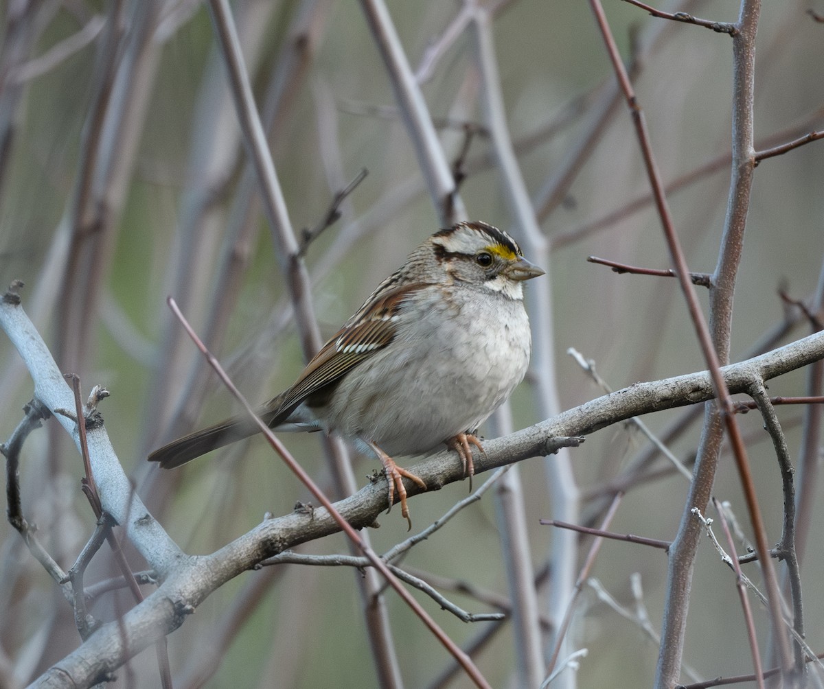 White-throated Sparrow - ML614195555
