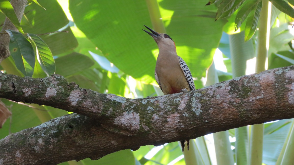 West Indian Woodpecker - Delvis Toledo