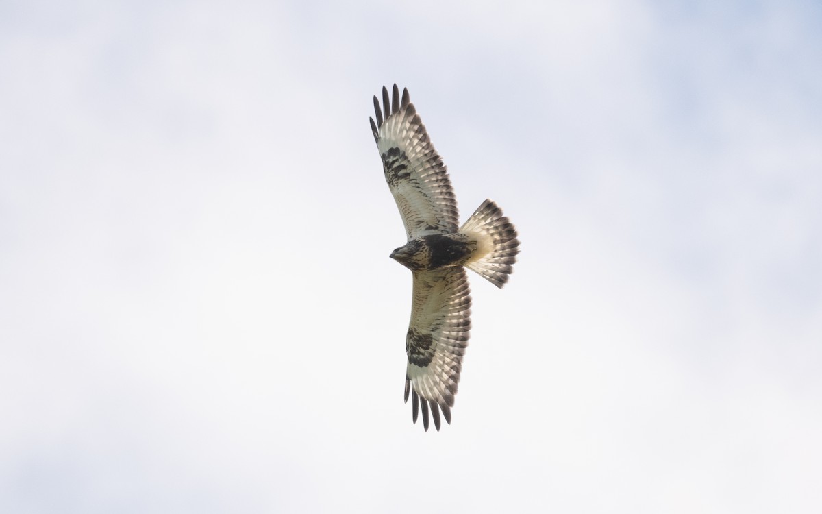 Rough-legged Hawk - ML614195690