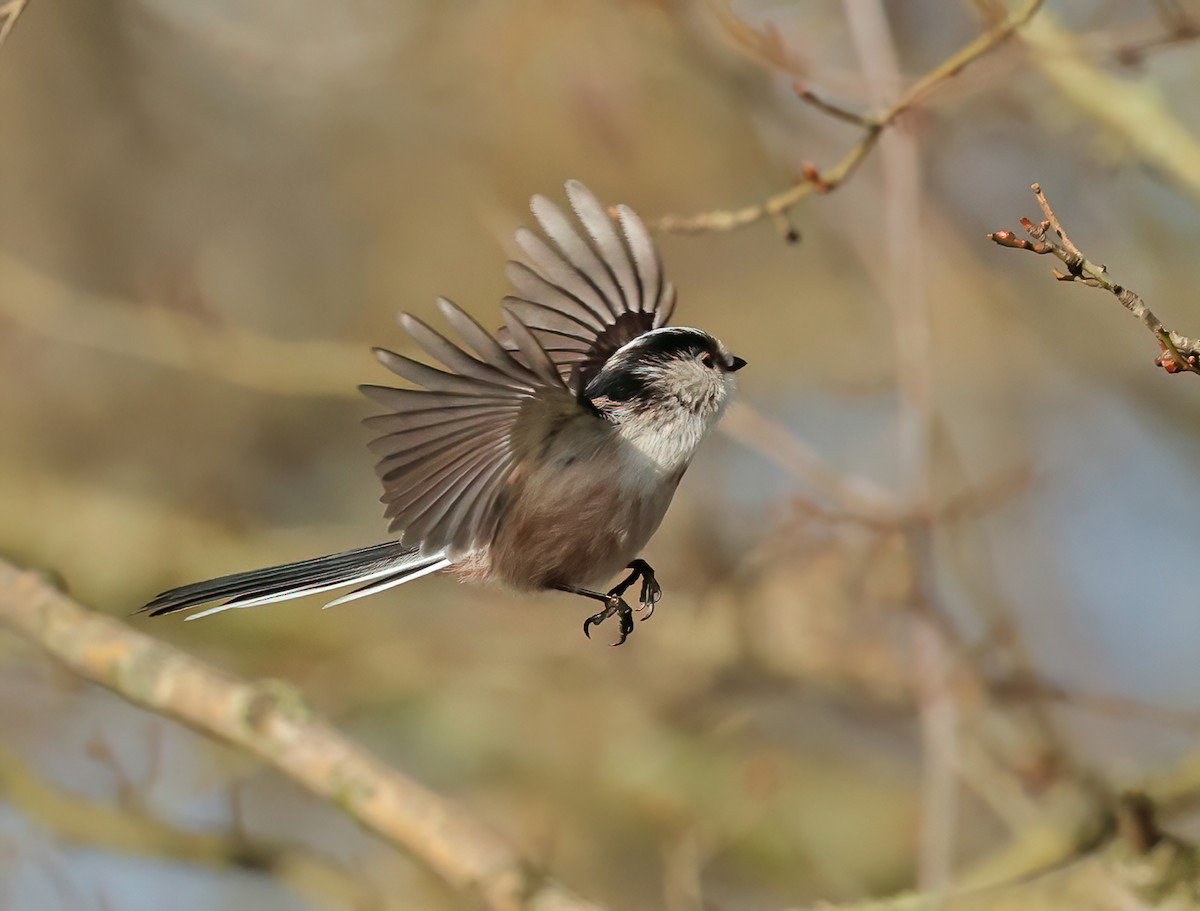 Long-tailed Tit - ML614195723