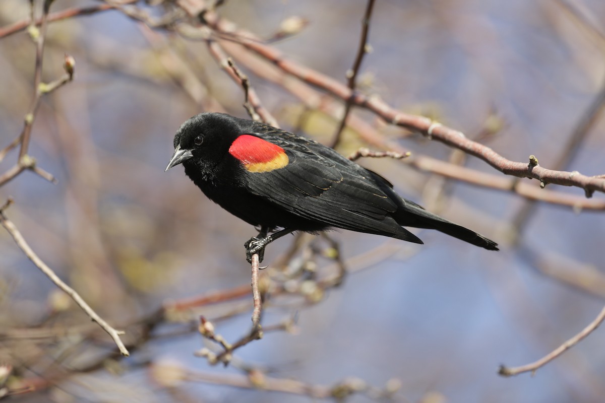 Red-winged Blackbird - ML614195729