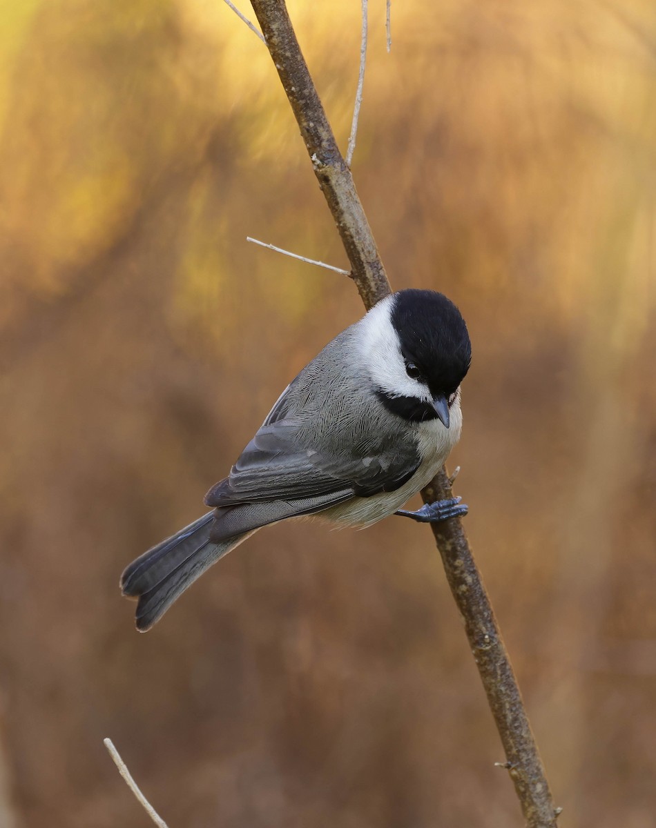 Carolina Chickadee - ML614195743