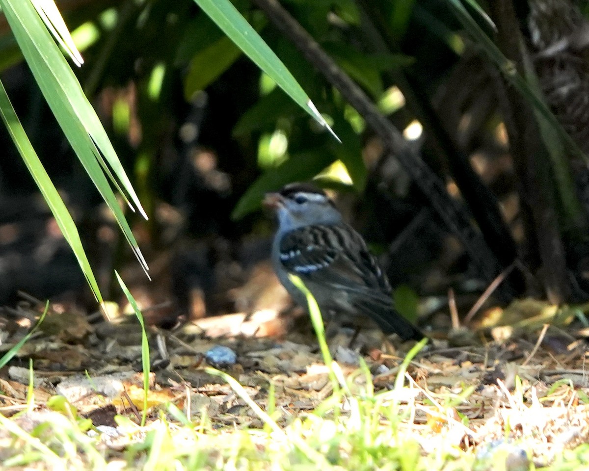 White-crowned Sparrow - ML614195744