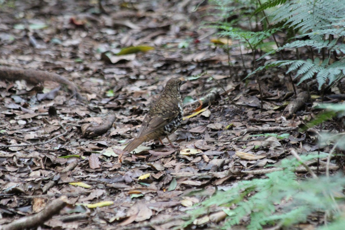 Russet-tailed Thrush - ML614195847