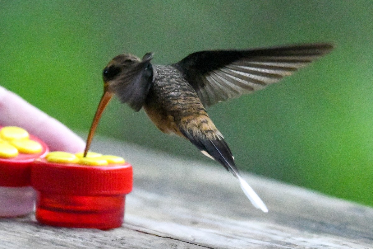 Long-billed Hermit (Central American) - ML614195855