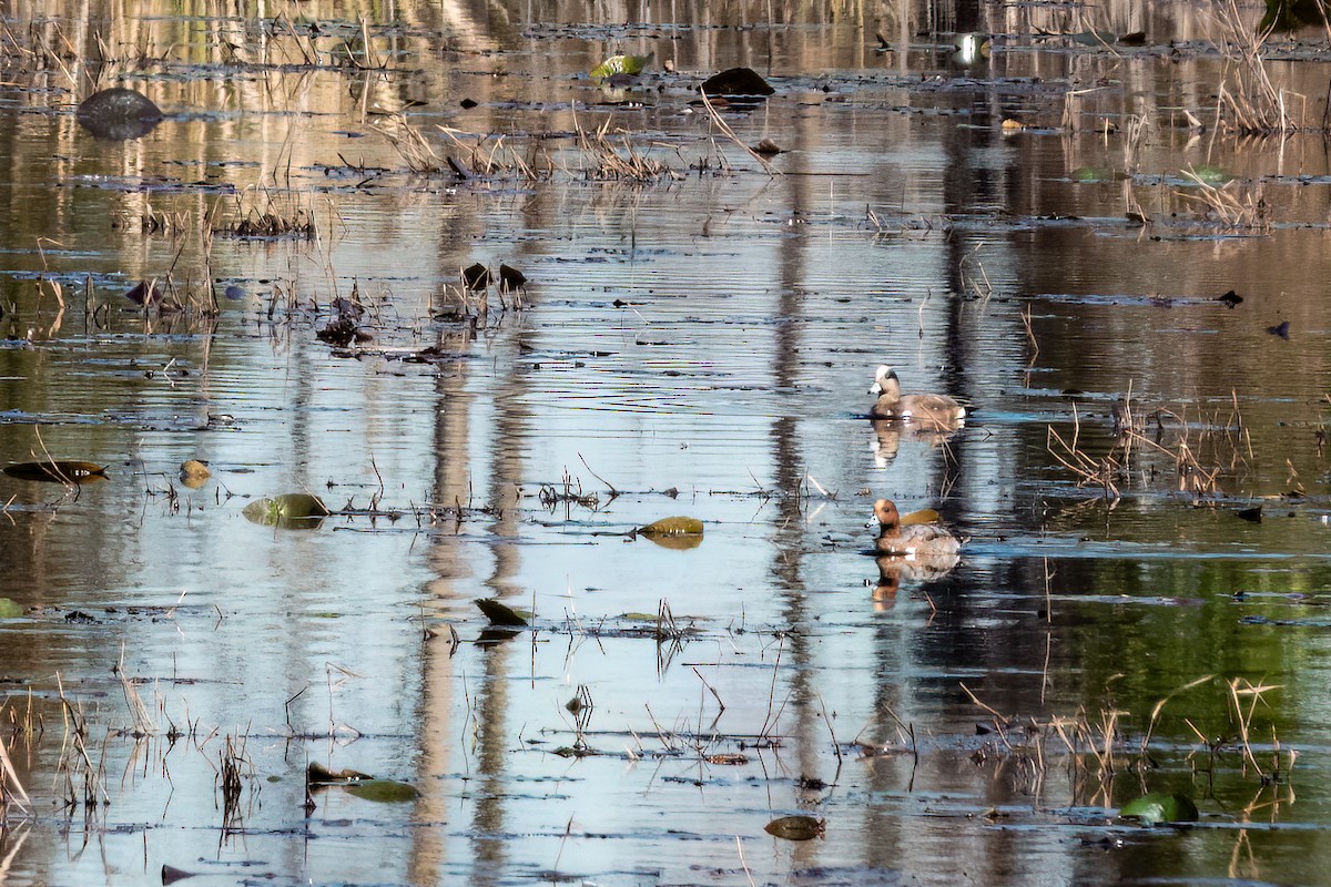 Eurasian Wigeon - ML614195942