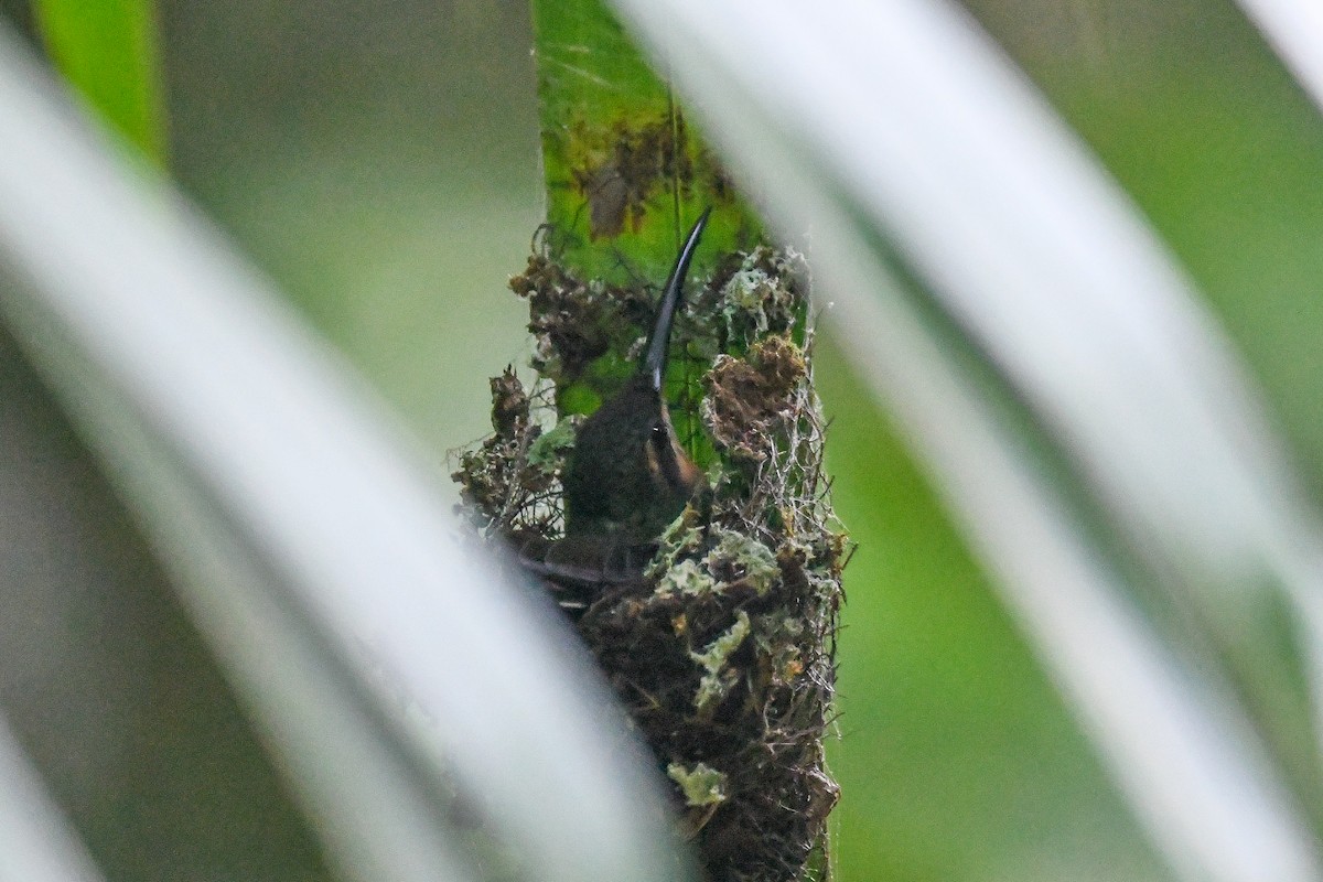 Полосатохвостый колибри-отшельник - ML614195984