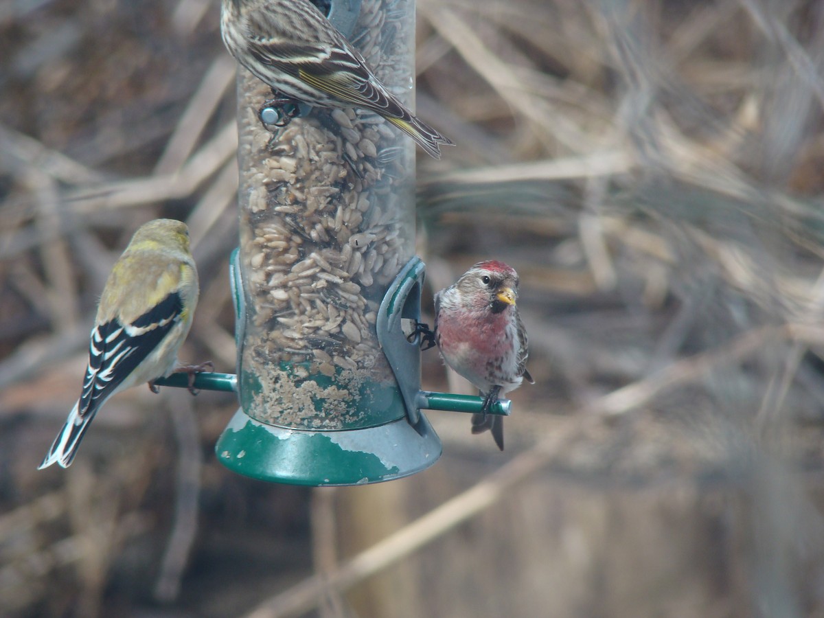 Common Redpoll - Peggy Blair