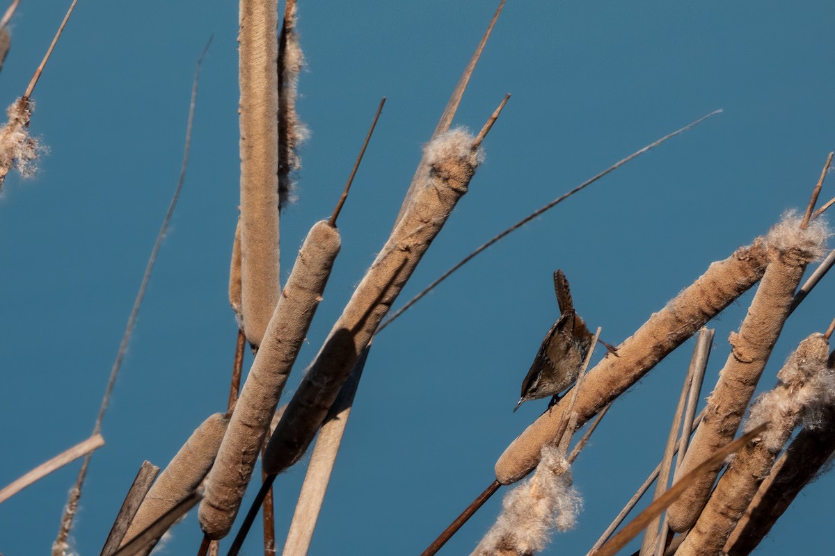 Marsh Wren - ML614196072