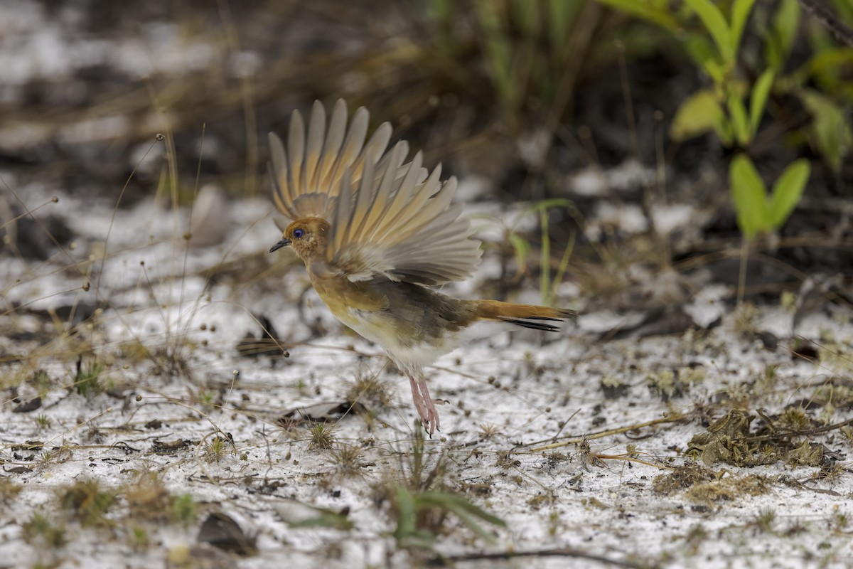Blue-eyed Ground Dove - Thelma Gátuzzô