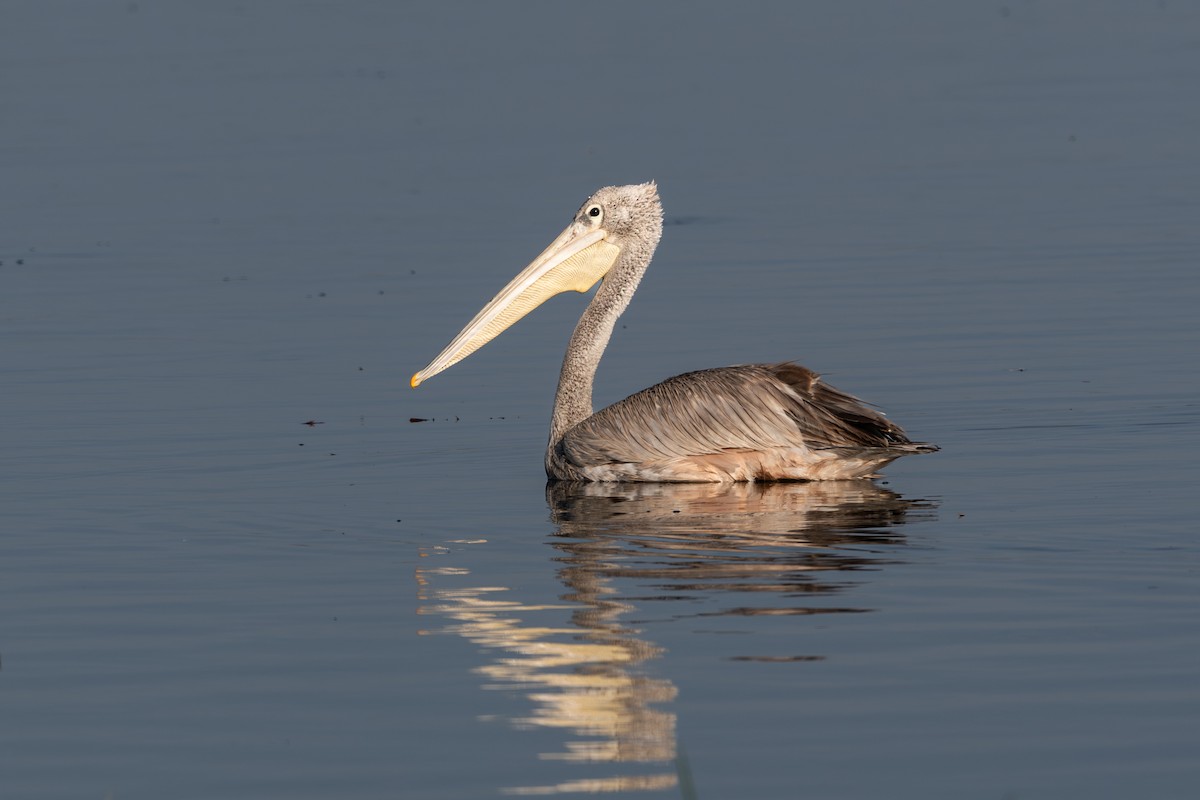 Pink-backed Pelican - ML614196126
